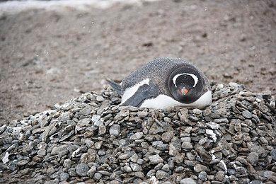 《格雷迪厄斯》继续免费，蛮人将WAAAGH! 带到了《战区》 